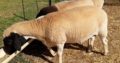 Buy Dorper and Merino lambs online