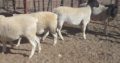 Buy Merino and Dorper lambs online