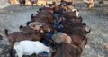 Best price Boer/Kalahari Goats online