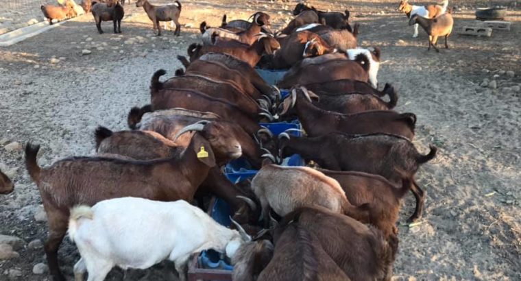 Best price Boer/Kalahari Goats online