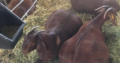 Boer & Kalahari Red Goats – Whatsapp +27810876009