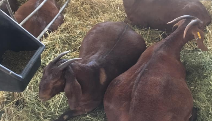Boer & Kalahari Red Goats – Whatsapp +27810876009