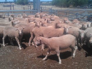 Available lambs for sale online