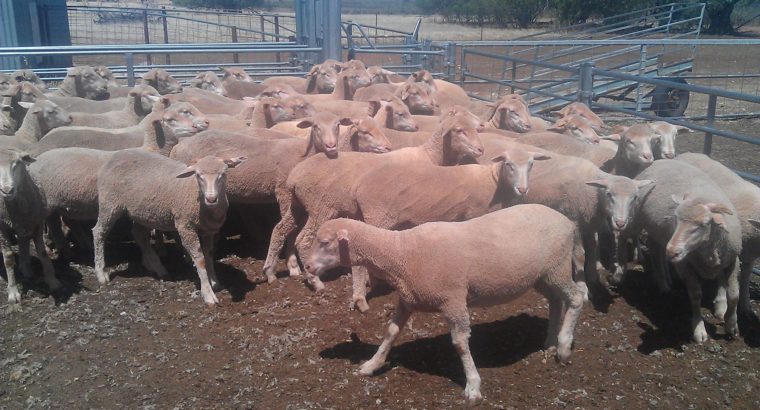 Available lambs for sale online