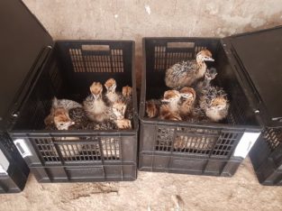 Ostrich Chicks and Eggs – Whatsapp +27810876009