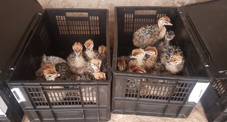 Ostrich Chicks and Eggs – Whatsapp +27810876009