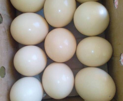 Ostrich Chicks and Eggs – Whatsapp +27810876009