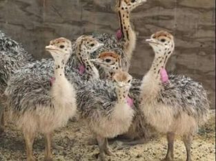 Healthy Ostrich chicks online