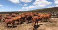 Purebreed Bonsmara heifers and bulls