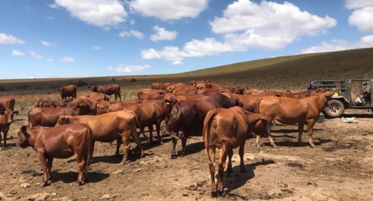 Purebreed Bonsmara heifers and bulls