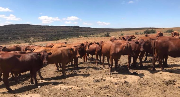 Bonsmara/Brahman cattle and calves online