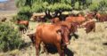 Heifers cow Online