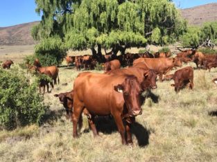 Heifers cow Online