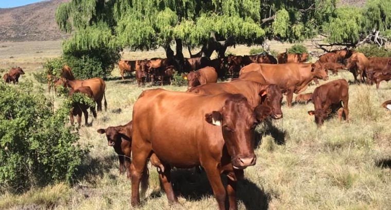 Heifers cow Online