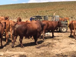 Buy healthy Cattle and calves online