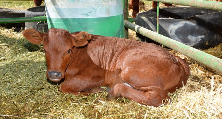 Live Bonsmara calves and cattle