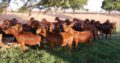 Boer and Kalahari goats online