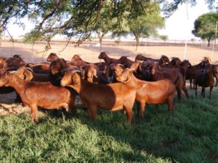 Boer and Kalahari goats online