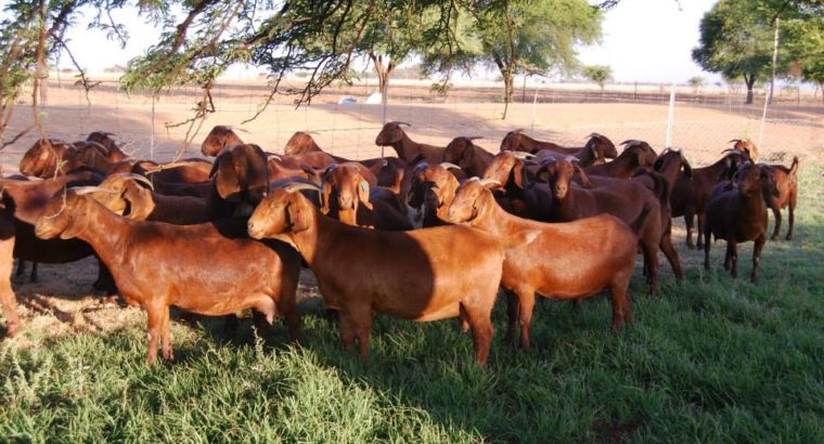 Boer and Kalahari goats online