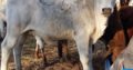 Healthy Nguni and Brahman cattle online