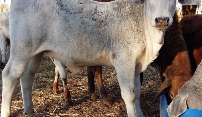 Healthy Nguni and Brahman cattle online