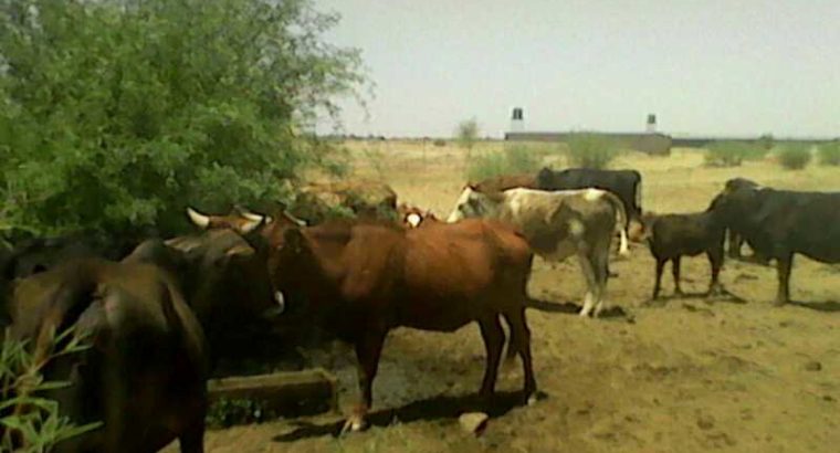 cattle and goats for sale