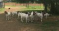 cattle and goats for sale
