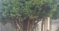 tree felling services
