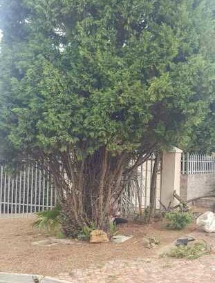 tree felling services