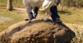 Dogo Argentino