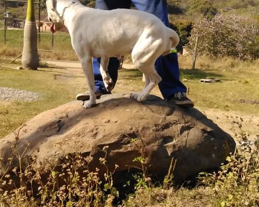 Dogo Argentino