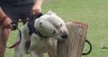 Dogo Argentino