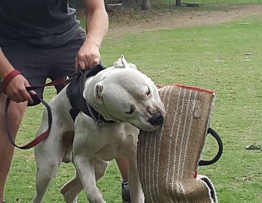 Dogo Argentino