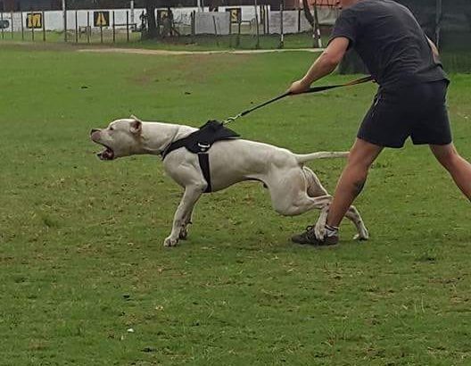 Dogo Argentino