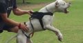 Dogo Argentino