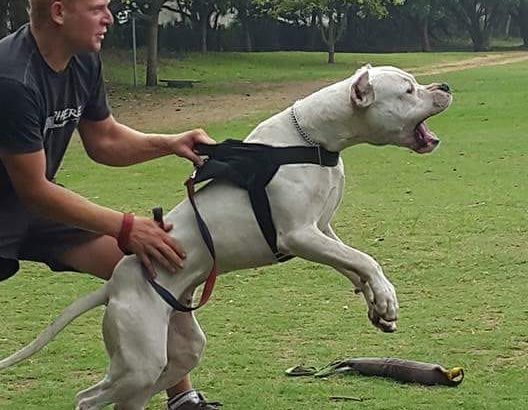 Dogo Argentino