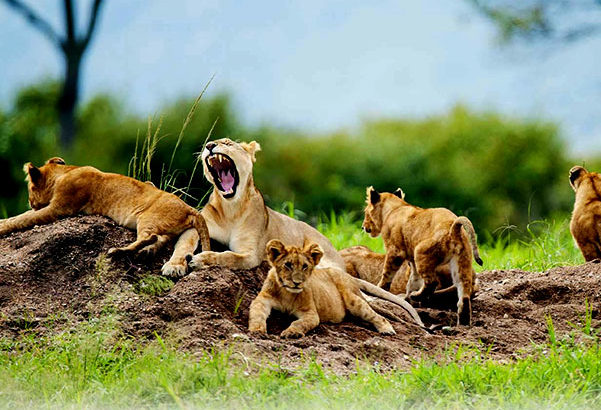 Get Ready To Climbing Kilimanjaro | 7wonderssafari