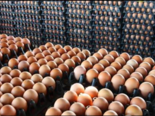 FRESH & FERTILE BROWN CHICKENS EGGS