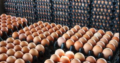 FRESH & FERTILE BROWN CHICKENS EGGSOur hatching eg