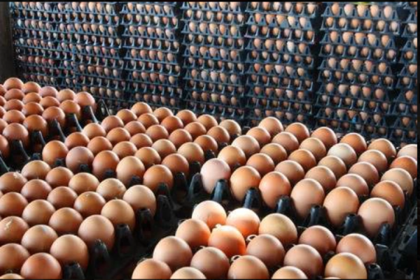 FRESH & FERTILE BROWN CHICKENS EGGS
