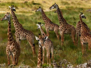 Mt Kilimanjaro Tanzania – 7Wonderssafari-Tanzania
