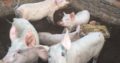 Gilt pigs and piglets for sale