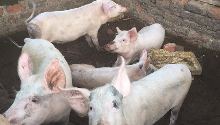 Gilt pigs and piglets for sale