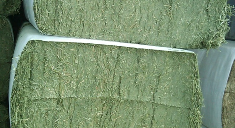 Premium Grade Alfalfa Hay, Timothy Hay, Animal Fee