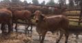 SOUTH AFRICA BONSMARA COWS FOR SALE