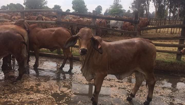 SOUTH AFRICA BONSMARA COWS FOR SALE