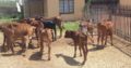 SOUTH AFRICA BONSMARA COWS FOR SALE