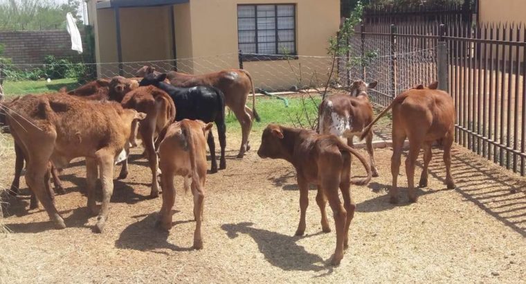 SOUTH AFRICA BONSMARA COWS FOR SALE
