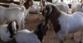 South Afr Blood Boer Goats for sale at good prices