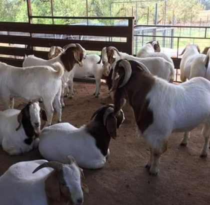 South Afr Blood Boer Goats for sale at good prices